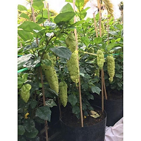 Mua Cây Huyền trân công chúa