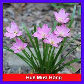 Mua Cây Huệ Mưa (Hồng) - cây cảnh trồng sân vườn lối đi