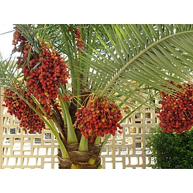 Mua Cây giống Chà là Trung Đông - Quả Đỏ