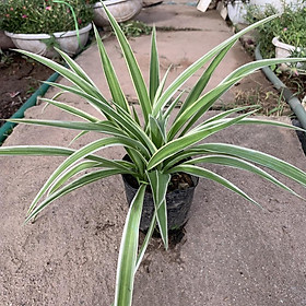 Mua Cây hoa ngũ sắc cam cao 15 - 20cm  tốc độ sinh trưởng cực tốt và sai hoa  trồng ven tường rào và trang trí sân vườn