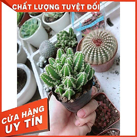 Xương rồng thanh sơn Nhiều Người Mua