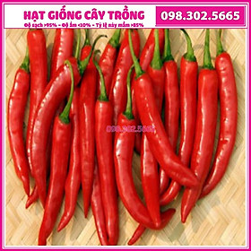 1gam Hạt giống ớt sừng đỏ trái dài cao sản - giống chất lượng cao, kháng sâu bệnh