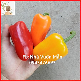 Mua Combo Hạt Giống Ớt chuông Baby Đủ Màu (20hạt)