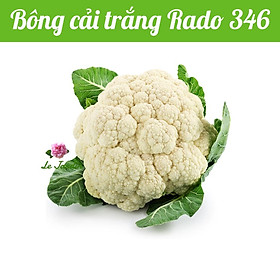 Hạt giống bông cải trắng Rado 346 gói 0,5gr - Chịu nhiệt