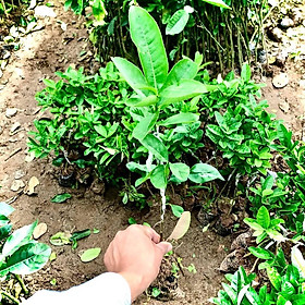 Mua Cây phật thủ giống cao 80cm ra trái sau 12 tháng (Ảnh thật số 2)