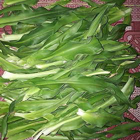 Mua 1kg lá tươi cây trinh nữ hoàng cung (Tỏi tơi lá rộng hay Náng lá rộng) sạch  cây vườn nhà trồng