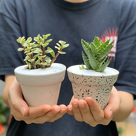 Bộ 2 Cây Mini Để Bàn - 7x7x15 cm - Sen Đá Đô La Trắng & Sen Đá Hàm Cá Mập & Chậu Trồng Cây Gốm Sứ Bát Tràng - Dáng Trôn Ốc