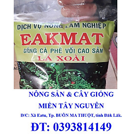 1 KG Hạt giống Cà Phê VỐI CAO SẢN Lá Xoài [ HỮU THIÊN - HT1] - HẠT TUYỂN CHỌN TỪ CÂY MẸ. KÈM HƯỚNG DẪN ƯƠM] [J&T Express] [ 2023 ]