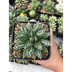 Mua Sen đá (dứa agave victoria)