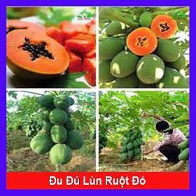 Mua Cây đu đủ lùn - siêu quả  siêu ngọt + tặng phân bón cho cây