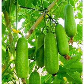 Combo 2 gói Hạt giống bí chanh lai cao sản - 1 gói 10 hạt