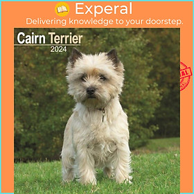 Sách - Cairn Terrier Calendar 2024  Square Dog Breed Wall Calendar - 16 Month by  (UK edition, paperback)