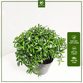 Mua Cây Mai Vạn Phúc - Hoa Nở Quanh Năm