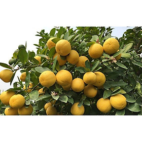 Cây giống chanh vàng úc