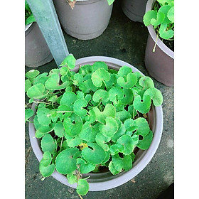 Mua Chậu Rau Má