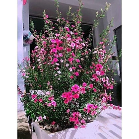 Mua TÙNG TUYẾT MAI SẴN HOA SẴN NỤ HOA QUANH NĂM