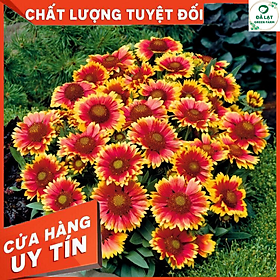 Mua 50H - HẠT GIỐNG HOA CÚC CÔNG CHÚA MIX