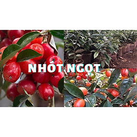 CÂY GIỐNG NHÓT NGỌT SIÊU QUẢ SIÊU NĂNG SUẤT