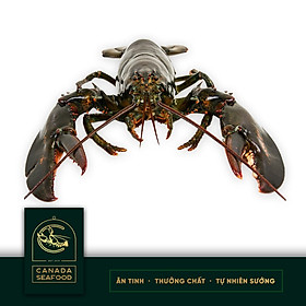 Tôm Hùm Tươi Sống Size (1,9KG - 2,4KG)