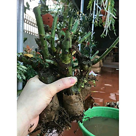 Mua Cây Hoa hồng ngoại