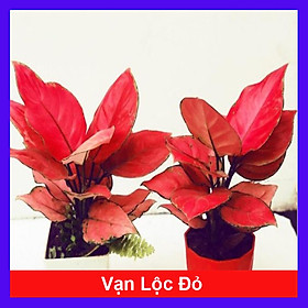 Mua Cây vạn lộc đỏ (cây hồng lộc) - Cây phong thủy để bàn