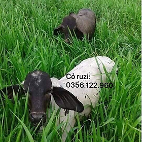 1kg Hạt giống cỏ RUZI - chỏ chịu dẫm đạp