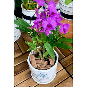 Mua Chậu Sứ cây lan Denro Yaya để bàn