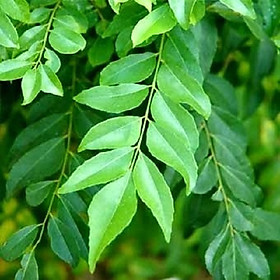 Mua Cây Cà Ri( Lá Chiêng) Cao 18-25cm - Chậu Rau Gia Vị Giống