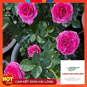Mua Hoa Hồng Thân Gỗ Lafont Pháp - có bông khủng  hương thơm cổ điển   siêu đẹp siêu hot.