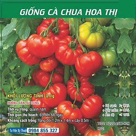 Mua Hạt Giống Cà Chua Hoa Thị Siêu Trái F1 - Cà Chua Hoa Thị 4 Mùa