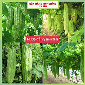 Mua Hạt Giống Mướp Đắng(Khổ Qua) Siêu Trái F1 Loại Siêu Dễ Trồng & Dễ Thu Hoạch Tặng kèm Hướng Dẫn Trồng