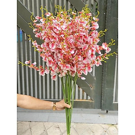 Mua Lan Vũ Nữ đủ màu cành 5 nhánh