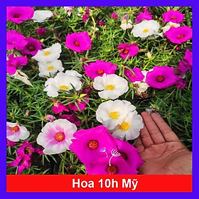 Mua Cây hoa mười giờ mỹ - cây cảnh vườn + tặng phân bón cho cây