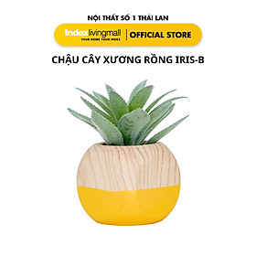 Mua Chậu Cây Xương Rồng IRIS - B Trang Trí Nhà Cửa | Index Living Mall | Nội Thất Nhập Khẩu Thái Lan