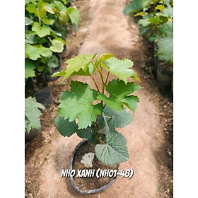 Mua Cây Nho Xanh Trái Dài Ninh Thuận Giống NH01- 48( Hỗ trợ đến khi cây có quả)