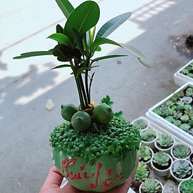 Chậu câu may mắn