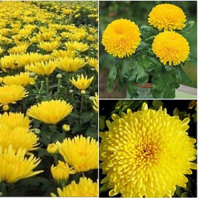 Mua COMBO 3 gói hạt giống hoa cúc đại đóa vàng -gói 50 hạt-TẶNG 1 phân bón