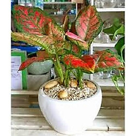 Mua CHẬU CÂY VẠN LỘC VẠN NIÊN SẮC ĐỎ- CÂY PHONG THỦY VƯỢNG TÀI LỘC