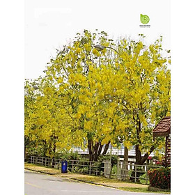 Mua muồng hoàng yến vàng
