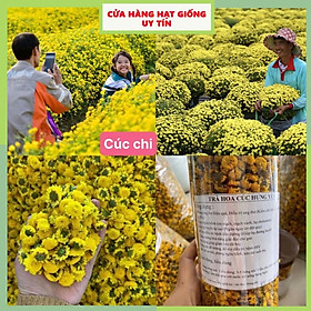 Mua Hạt Giống Cúc Chi F1 Hoa Nở Siêu Đẹp & Dễ Trồng có Tặng kèm hướng dẫn