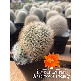 Cây xương rồng rebutia hoa cam