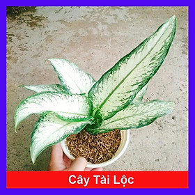 Cây Tài Lộc - cây cảnh để bàn + tặng phân bón cho cây mau lớn