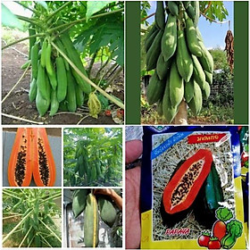 Mua Hạt giống đu đủ siêu ngọt Thái Lan - 1 gói tầm 120 hạt-tặng kèm 1 gói phân bón lót