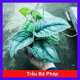 Mua Cây trầu bà pháp - cây cảnh để trong nhà + tặng phân bón cho cây