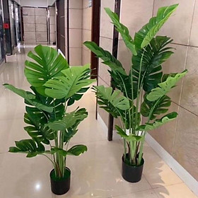 Mua CÂY LÁ RÙA PHONG THUỶ  CAO 1 4 mét