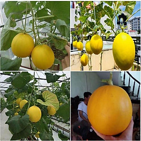 Hạt giống dưa kim cô nươngdể trồng F1 - 1 gói 10 hạt