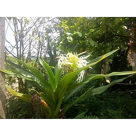 Mua Cây náng hoa trắng - Đại tướng quân hoa trắng- Siêu To 981SP 946sp