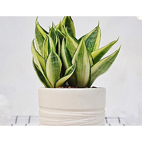 Cây lưỡi hổ thái kèm chậu men