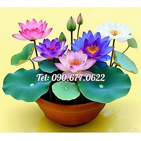 Mua Hạt giống hoa sen 7 màu mini - Hạt giống hoa sen ngũ sắc mini ra hoa quanh năm – Bịch 10 hạt – Mã số 1394