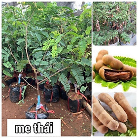 Cây giống Me Thái siêu ngọt ( Cây GHÉP, giống chuẩN SAI TRÁI, cho trái sớm ).